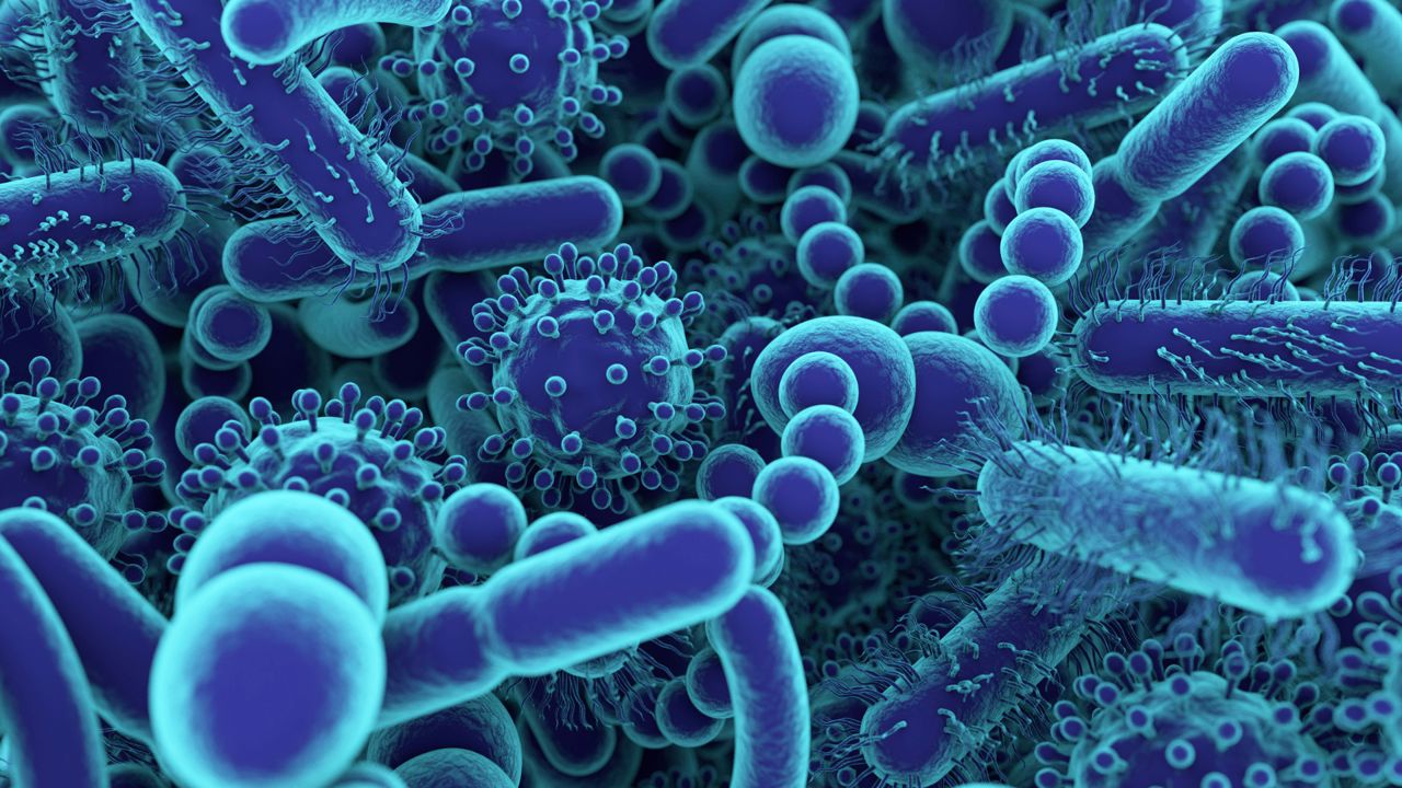 Il Microbiota: Rapporto tra Flora Batterica e Salute dell'Organismo